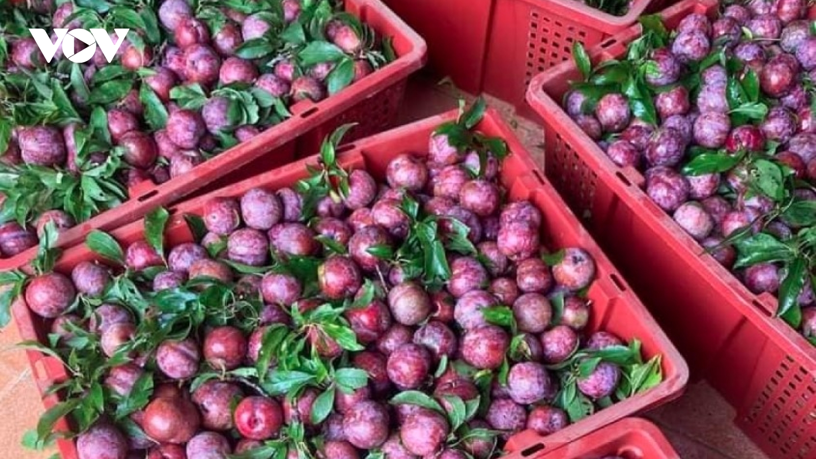 Over 100 tonnes of Son La plum sold on Postmart e-commerce platform